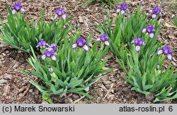 Iris Rebus