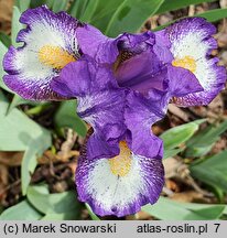 Iris hort. Rebus