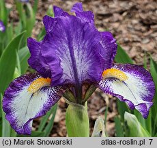 Iris hort. Rebus