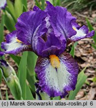 Iris hort. Rebus