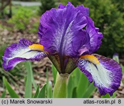 Iris Rebus