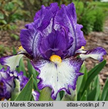 Iris Rebus