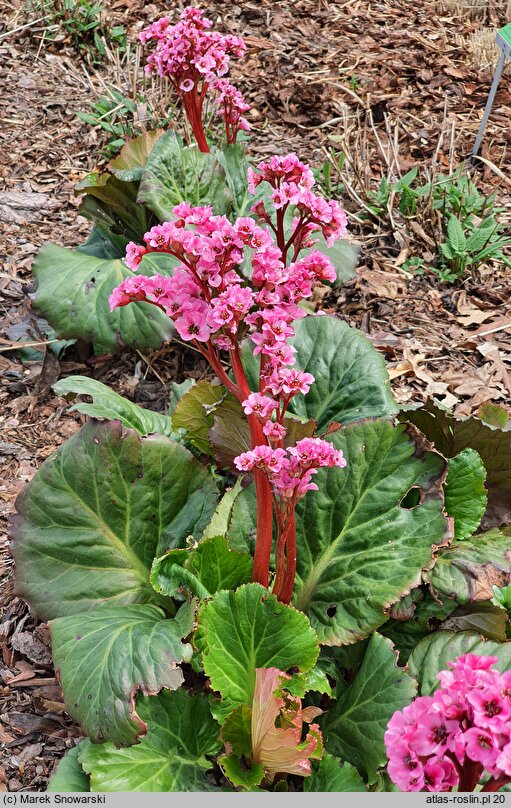 Bergenia XXL