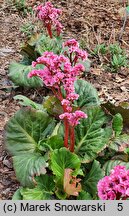 Bergenia XXL