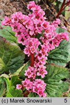 Bergenia XXL