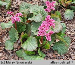 Bergenia XXL