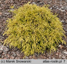 Chamaecyparis pisifera Wawel