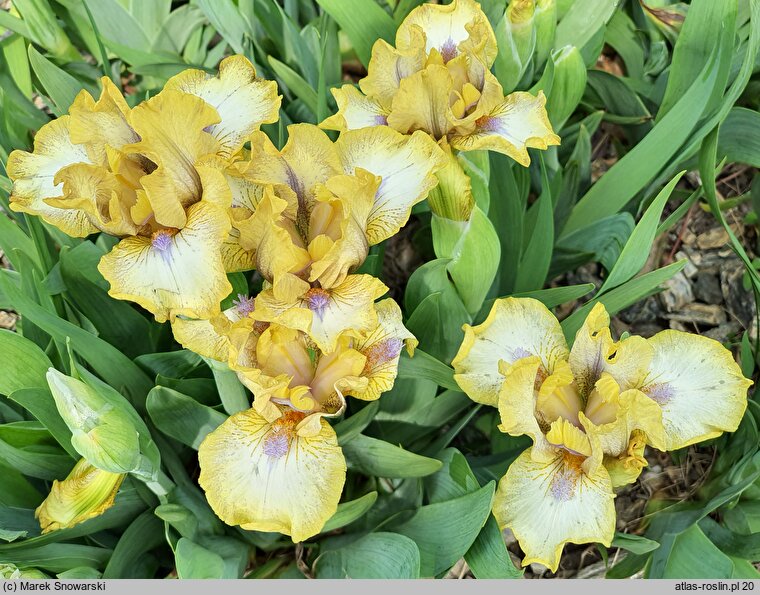 Iris hort. Melodyjka
