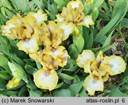 Iris hort. Melodyjka