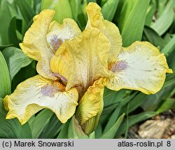 Iris hort. Melodyjka