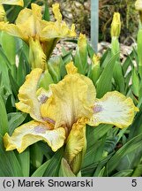 Iris hort. Melodyjka