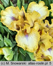 Iris hort. Melodyjka
