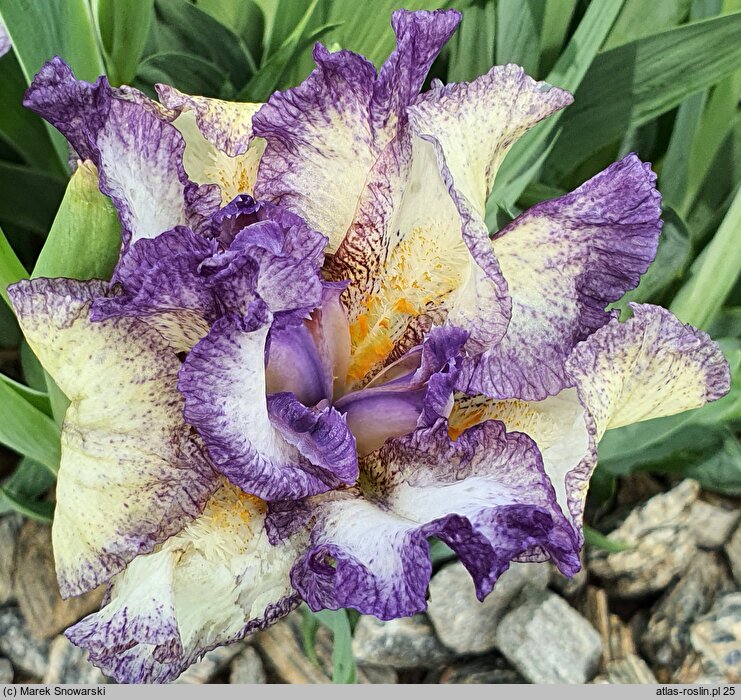 Iris hort. Drozd