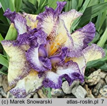 Iris hort. Drozd