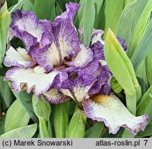 Iris hort. Drozd