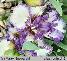 Iris hort. Drozd