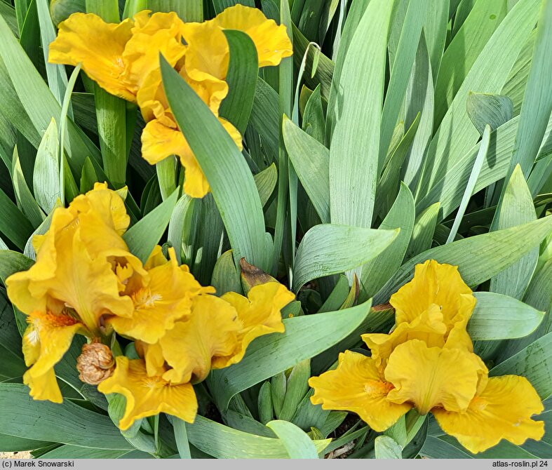 Iris hort. Sonatina