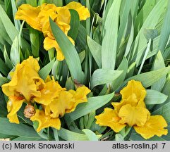 Iris hort. Sonatina