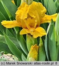 Iris hort. Sonatina