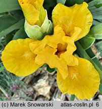 Iris hort. Sonatina