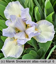 Iris hort. Spell of Spring