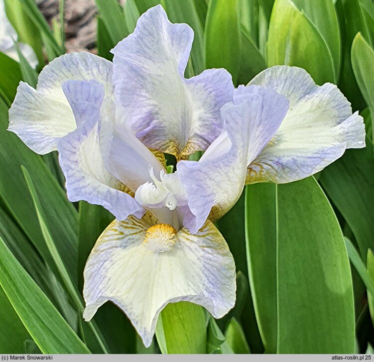Iris hort. Spell of Spring