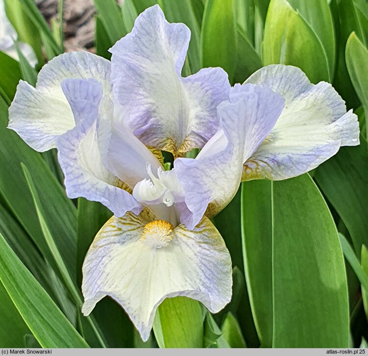 Iris Spell of Spring