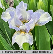 Iris Spell of Spring