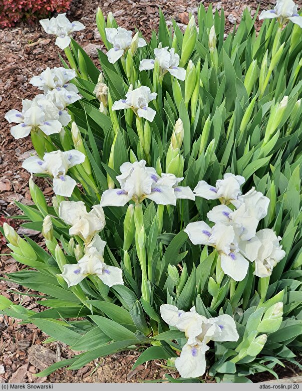 Iris hort. Szafiry Koronne