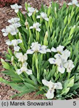 Iris hort. Szafiry Koronne