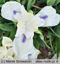Iris hort. Szafiry Koronne