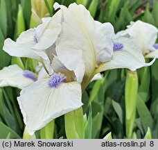 Iris hort. Szafiry Koronne