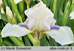 Iris hort. Szafiry Koronne