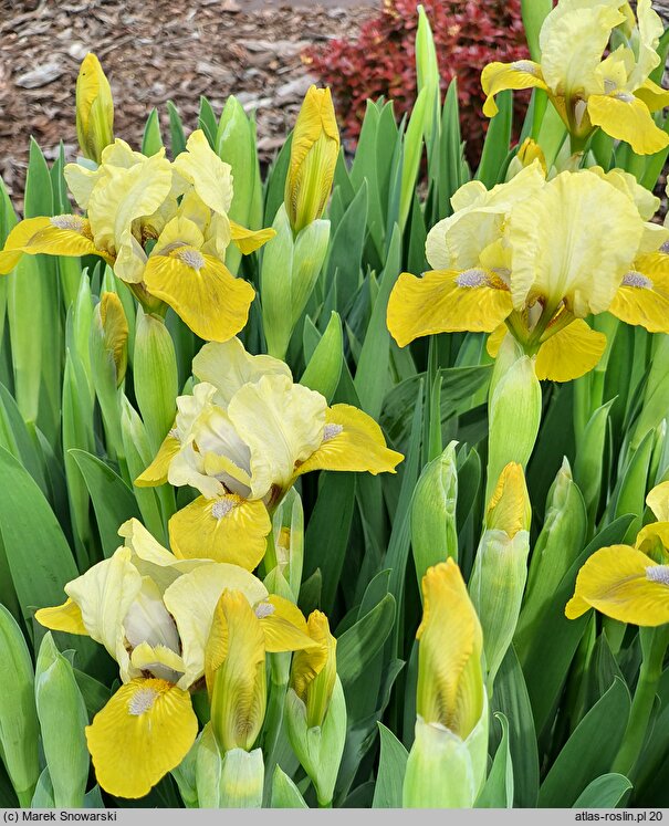 Iris hort. Oliwki