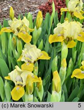 Iris hort. Oliwki