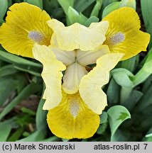 Iris hort. Oliwki