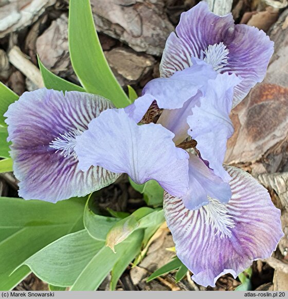 Iris hort. Noc Majowa