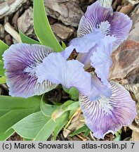 Iris hort. Noc Majowa