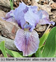 Iris hort. Noc Majowa
