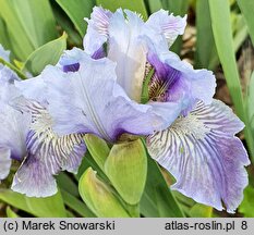 Iris hort. Noc Majowa