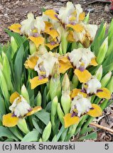 Iris hort. Smak Miodu