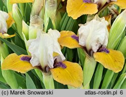 Iris hort. Smak Miodu