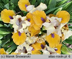 Iris hort. Smak Miodu