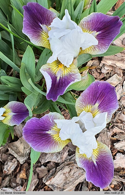 Iris hort. Ballada