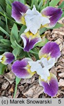 Iris hort. Ballada