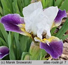 Iris hort. Ballada