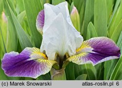 Iris hort. Ballada