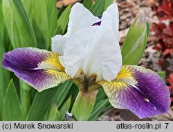 Iris hort. Ballada