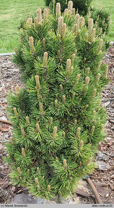 Pinus mugo Andrzej