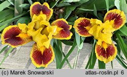 Iris hort. Mocny Kontrast